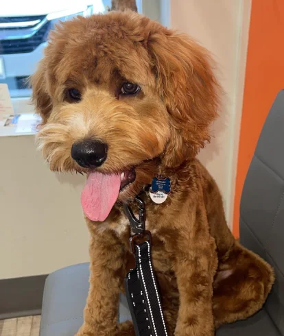 Blue, the office dog